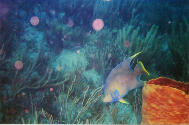 Lisa's Underwater Pics